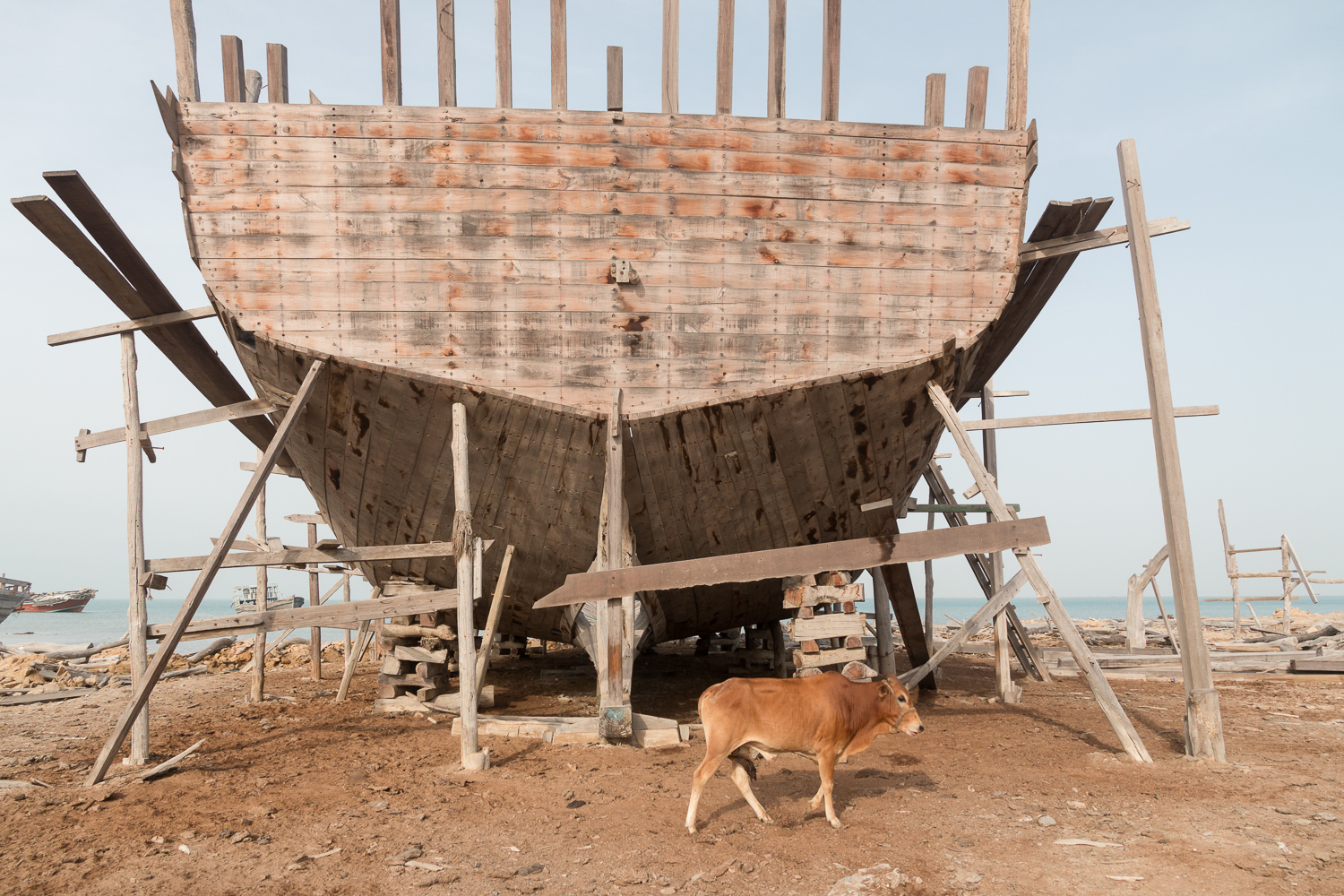 Un jeune veau brun passe devant la poupe d’un lenj de bois inachevé, dressé sur des étais de bois et des cales empilées sur le rivage, la mer en arrière-plan.