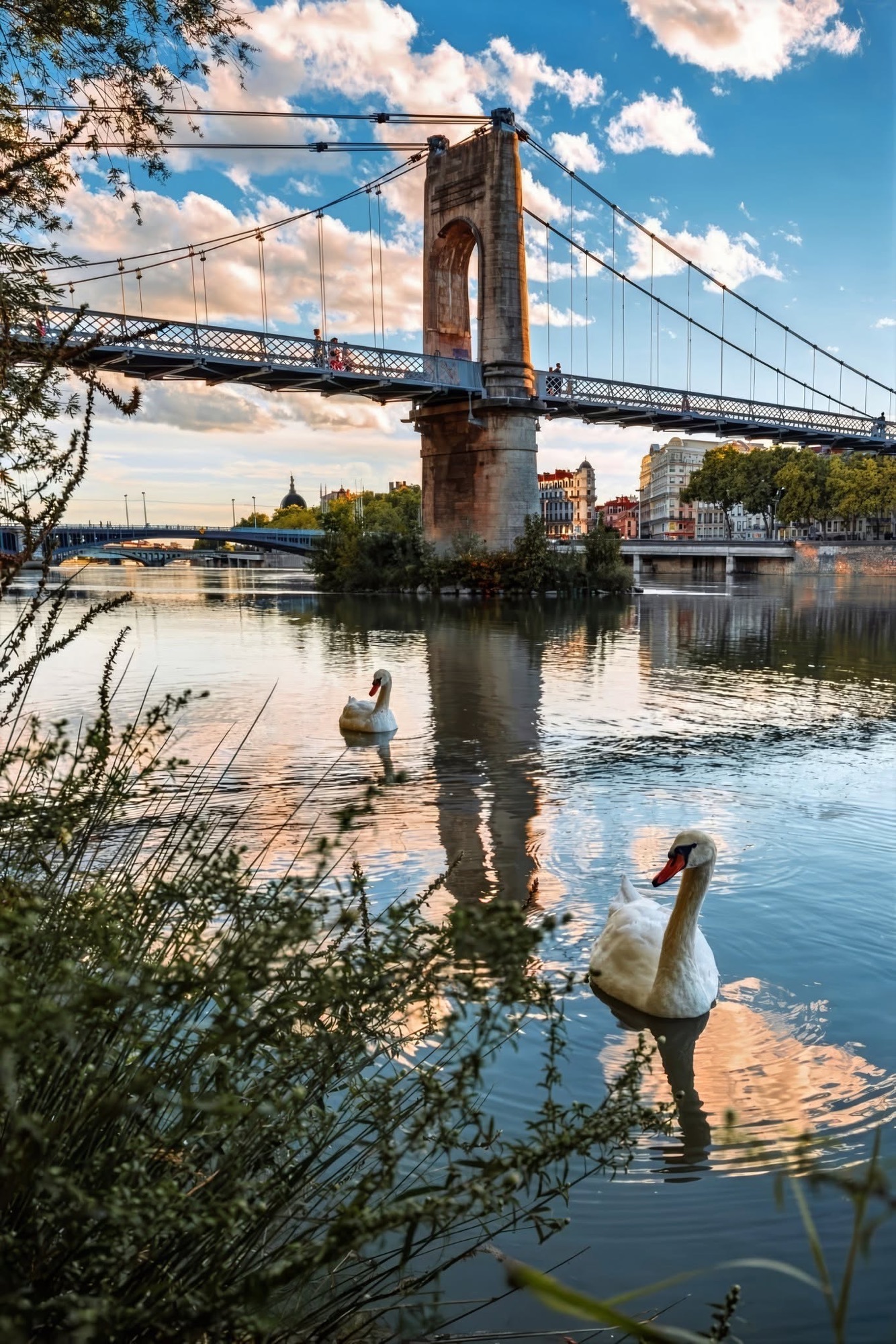 Passerelle du Collège with swans on the Rhône