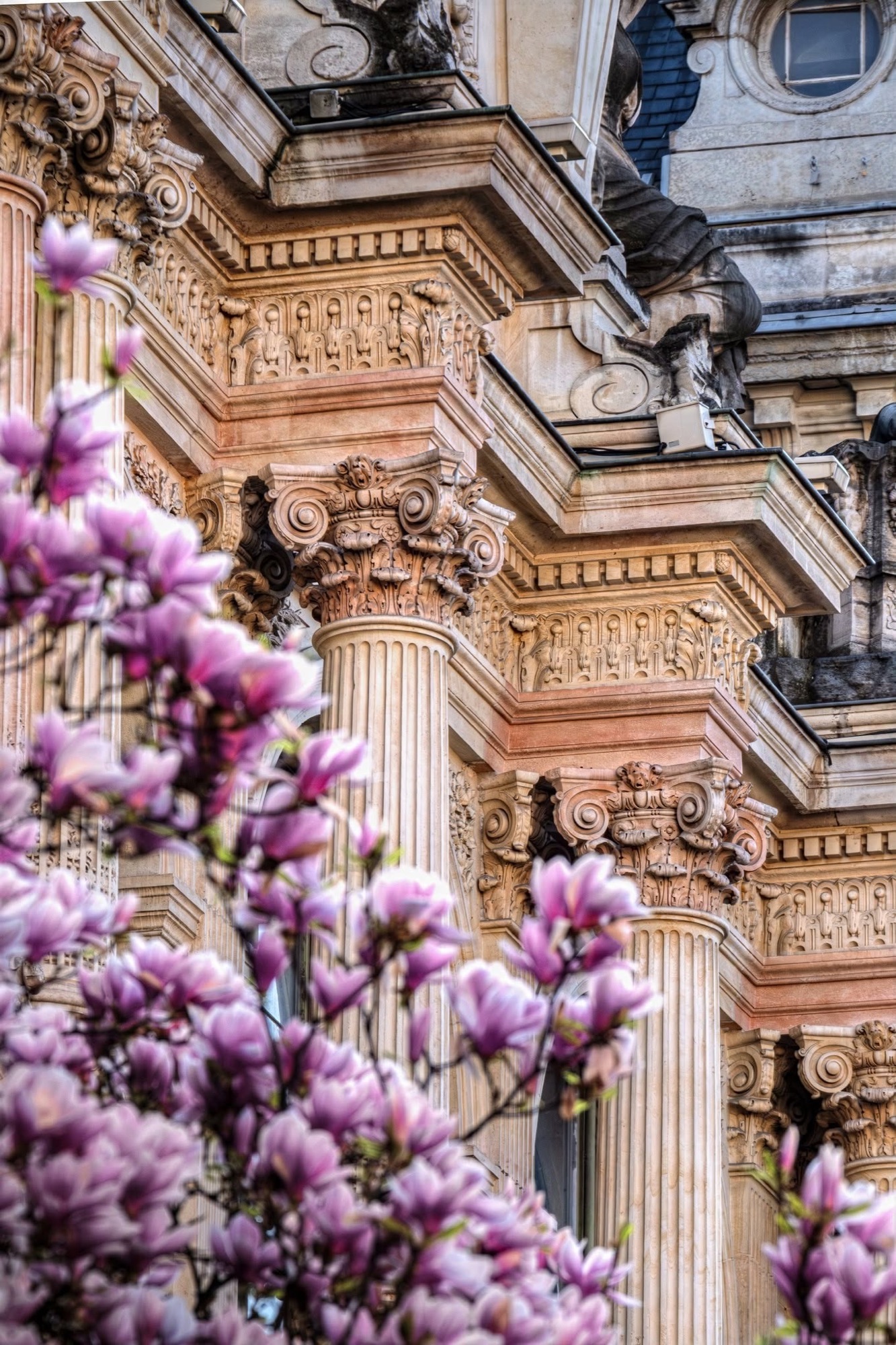 Magnolia in front of a classical facade